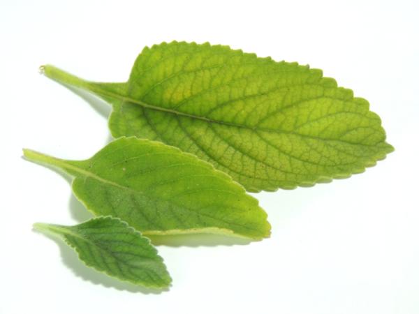 Infusiones para limpiar el hígado - Infusión de boldo, excelente opción digestiva