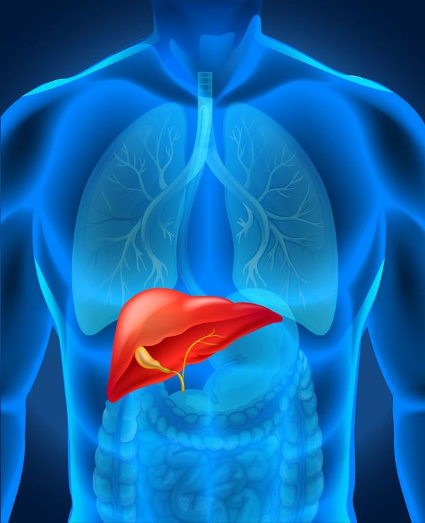 Infusiones para limpiar el hígado - ¿Para qué sirve el hígado?