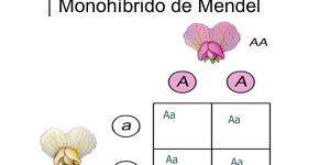 Definición de monohíbrido