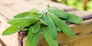 Usos medicinales de la salvia