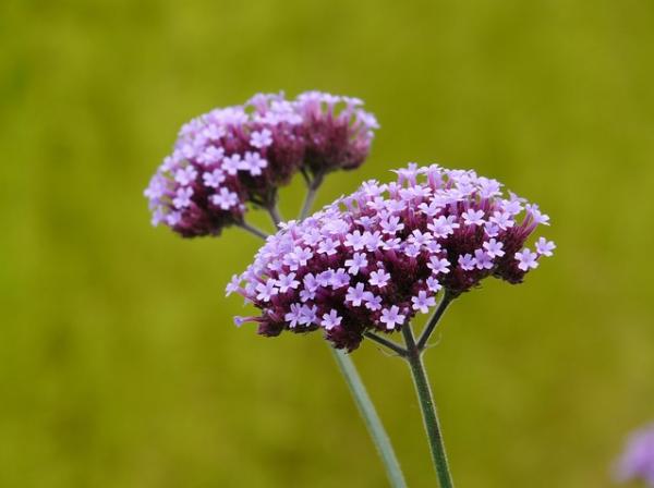 Remedios naturales para la sinusitis - Cataplasma de verbena